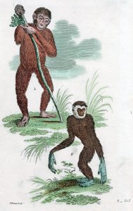 Orang-Oetan en Gibbon, 1822