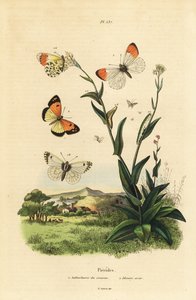 Oranjetipvlinder, Anthocharis cardamines, pop en rups 1 en blauwgevlekte Arabier, Colotis phisadia phisadia 2