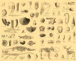 Paleontologie, ca. 1910 door Unbekannt