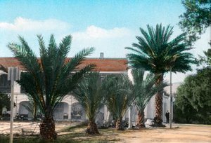 Palmbomen, Hammam Meskoutine, Algerije door Unbekannt
