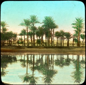 Palmbomen weerspiegeld in water, India, late 19e of vroege 20e eeuw door Unbekannt