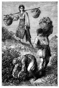 Boeren die rozen verzamelen in Roemelië, c1890