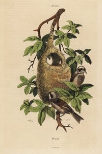 Buidelmees en nest door Unbekannt