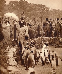 Pinguïns op parade voor de koning, 1934-1935 door Unbekannt