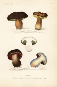 Eekhoorntjesbrood of porcini paddenstoel, Boletus edulis, en de giftige boleet, Suillellus luridus door Unbekannt