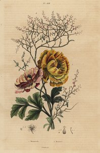 Perzische boterbloem, Ranunculus asiaticus 1, en Chinese indigo, Persicaria tinctoria 2. Renoncule, Renouee