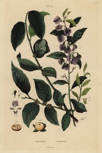 Kaki, Diospyros kaki, en boom hovea of karri blauwe struik, Hovea elliptica Platychilum celsianum