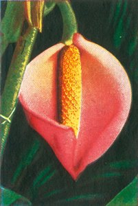 Philodendron