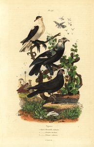 Duivenrassen, Columba livia: hirondelle, glouglou tambour, polonais