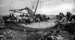 Sardines, 1900