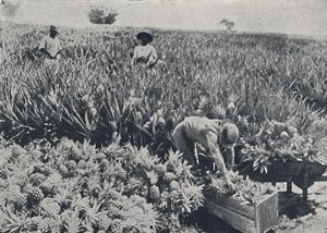 Ananasveld, Queensland, 1923