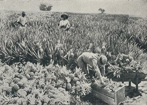 Ananasplantage, 1916
