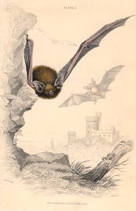Dwergvleermuis Pipistrellus pipistrellus, 1828 door Unbekannt