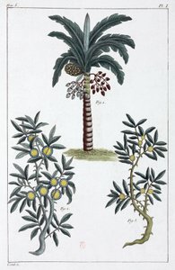 Medicinale planten, China door Unbekannt