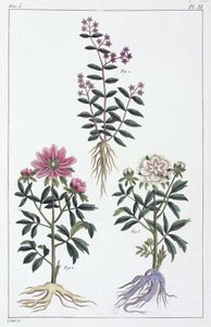 Medicinale planten, China door Unbekannt