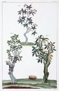 Medicinale planten, China