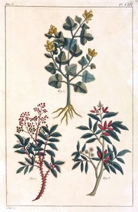 Medicinale planten, China door Unbekannt
