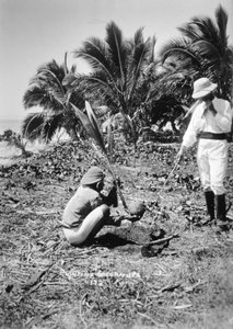 Kokospalmen planten, Solomon Island, Fiji, 1905 door Unbekannt
