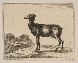 Plaat 15: hinde, uit Diverse dieren Diversi animali door Unbekannt