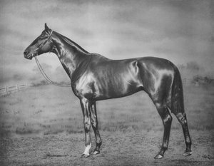 Polymelus, 1902-1924