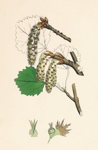 Populus tremula. Esp door Unbekannt