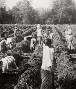Voorbereiding van irrigatiekanalen op een suikerplantage, Java, Nederlands-Indië, 1927