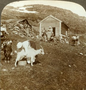 Mooie Noorse meisjes die koeien en geiten hoeden op de Haukeli-bergen, Noorwegen, ca. 1905 door Unbekannt