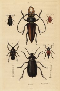 Psalidognathus friendii, Madre de la Culebra, Acanthinodera cumingii, Allocerus dilaticorne, Callipogos barbatus, Anacolus sanguineus en Prionus flavipennis door Unbekannt