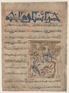 Eigenschappen van ringduiven recto, over de voordelen van kwartels verso..., ca. 1300