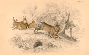 Konijn Oryctolagus cuniculus, 1828 door Unbekannt