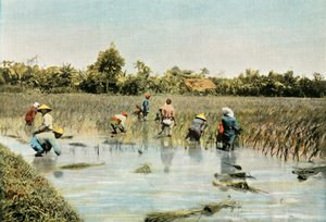 Rijst oogsten, 1900 door Unbekannt