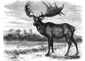 Reconstructie van de Ierse eland Megaloceros, c1880 door Unbekannt