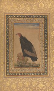 Roodkopgier, Folio uit het Shah Jahan Album, recto en verso: begin 19e eeuw door Unbekannt