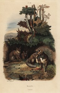 Rode vossen, Vulpes vulpes, buiten een hol door Unbekannt