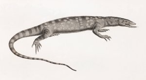 Reptielen: Ouaran van Forskal