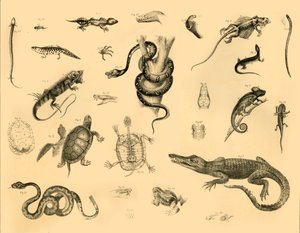 Reptielen door Unbekannt