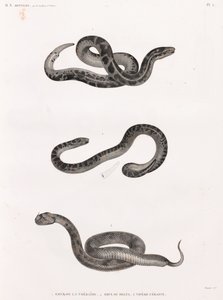 Reptielen: slangen door Unbekannt