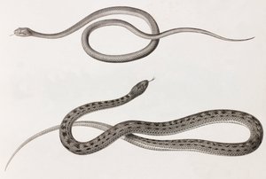 Reptielen: twee close-up afbeeldingen van illustraties van slangen