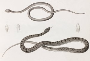 Reptielen: twee close-up afbeeldingen van illustraties van slangen