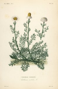 Romeinse kamille, Chamaemelum nobile, Anthemis nobilis door Unbekannt