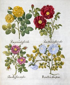 Rozen, 1613 door Unbekannt