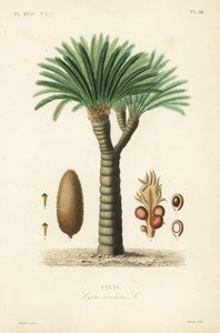Sagopalm, Cycas revoluta door Unbekannt