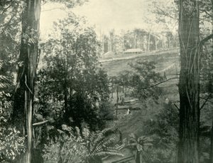 Scène bij Upper Gembrook, Victoria, 1901