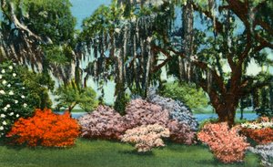 Scène in Belle Isle Gardens, nabij Georgetown, S.C., 1942 door Unbekannt