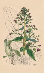 Scrophularia Ehrharti. Ehrharts Water-Betony