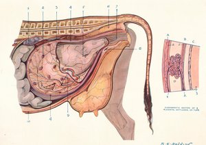 Doorsnede van de buik van een koe, met foetus in normale positie, ca. 1905-1910