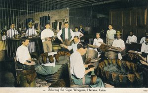 Selecteren van de sigarenwikkels, Havana, Cuba, ca. 1910