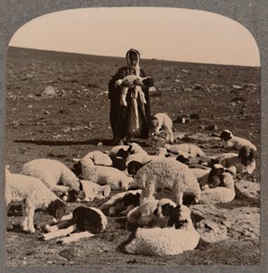 Herder en kudde, c1900 door Unbekannt