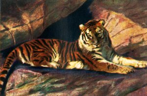 Siberische tijger, c1928 door Unbekannt
