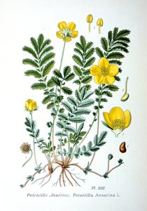 Zilverkruid, 1893 door Unbekannt